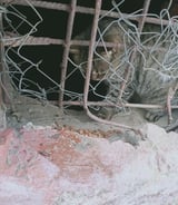 Зооняня в городе Подольск - Необходимо кормить уличного кота два раза в день в новогодние праздники с 30.12 вечер по 07.01 утро