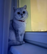 Зооняня в городе Одинцово - Кормление кота на время отпуска хозяйки